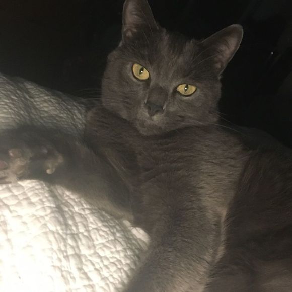 Modcloth Pillow Talk Fluffy Gray Cat Robe - Picture 7 of 7